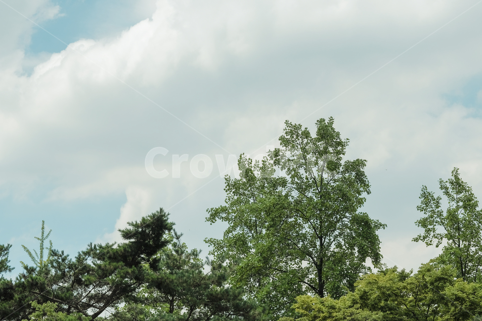 sky,cloud,blue sky,clear sky,pretty clouds,pretty sky,tree,sight,clouds
