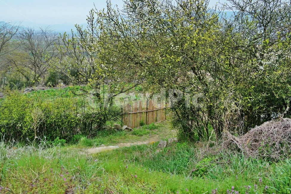 봄나들이,봄풍경,봄길,산책,시골,시골풍경,농촌,탱자나무,초원,nature,자연