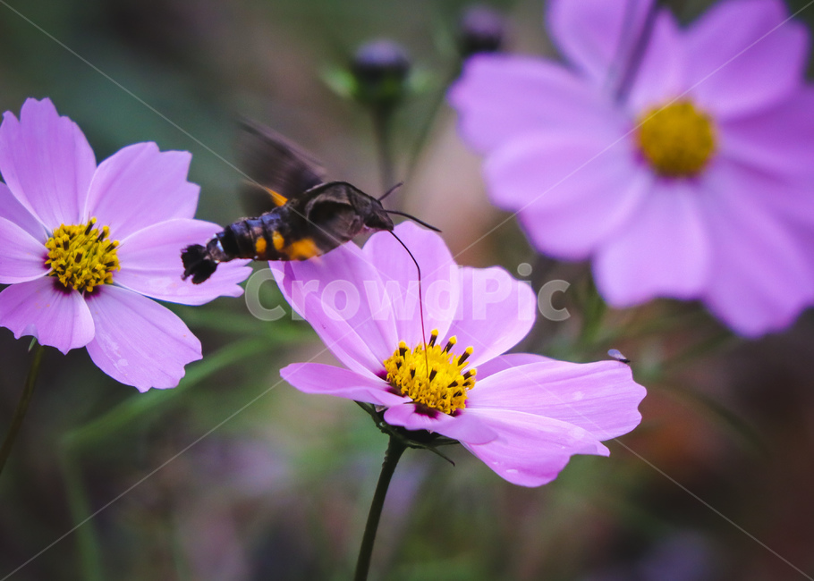 plant,식물,화분,곤충,무척추동물,식물,자연,plants,nature,꽃,flower