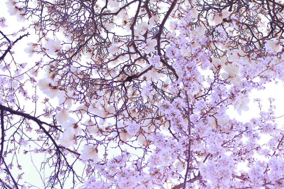 봄,봄풍경,벚꽃,자연,꽃,봄,계절,spring,season,plant,식물,blossom,flower