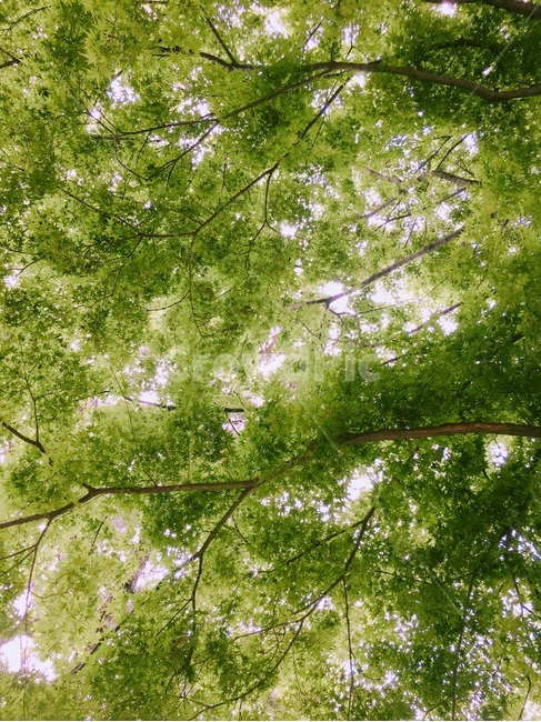 나무,초록,연두,자연,숲속,자연,풍경,nature,landscape,휴식,힐링,rest,relaxation,healing,tree,plant,식물,tree trunk,나무 줄기