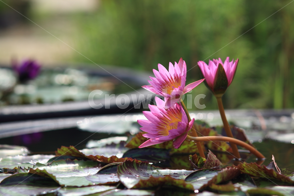 연,연꽃,수련,연잎,식물,자연,분홍,식물,자연,plants,nature,꽃,flower
