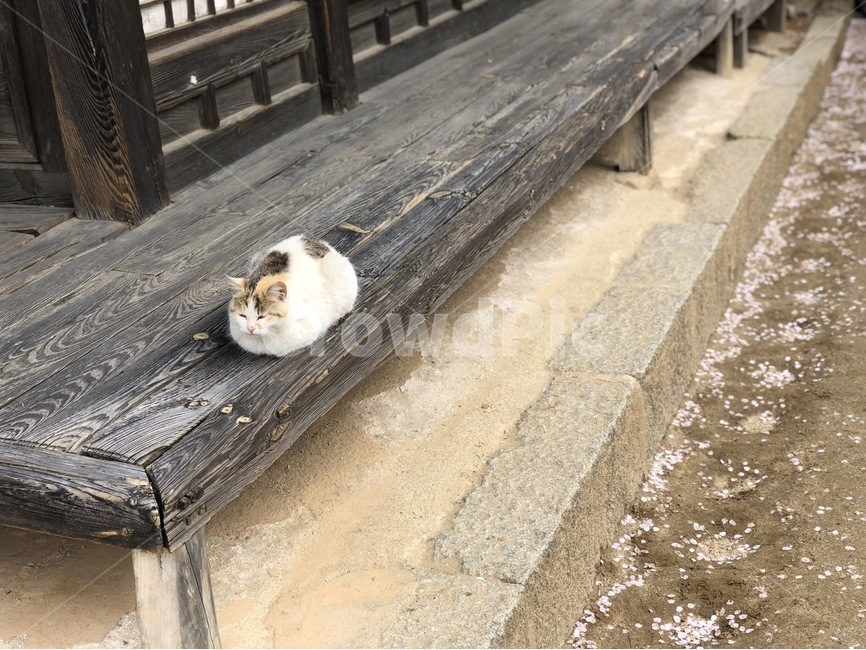 벛꽃,한옥,고양이,강릉,허난설헌,마루,한국전통,한국문화,korean traditional,korean culture,동물,animal,포유류,mammal,고양이,cat,kitten,kitty