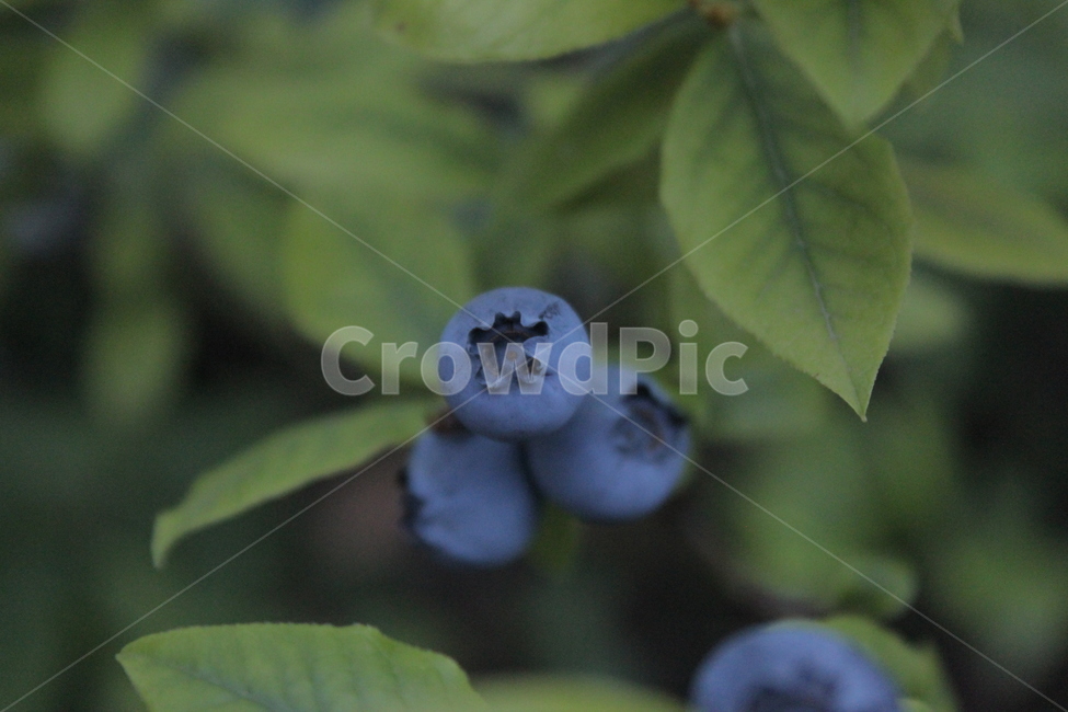 블루베리,초록잎,과일,식물,열매,과일,열매,fruit