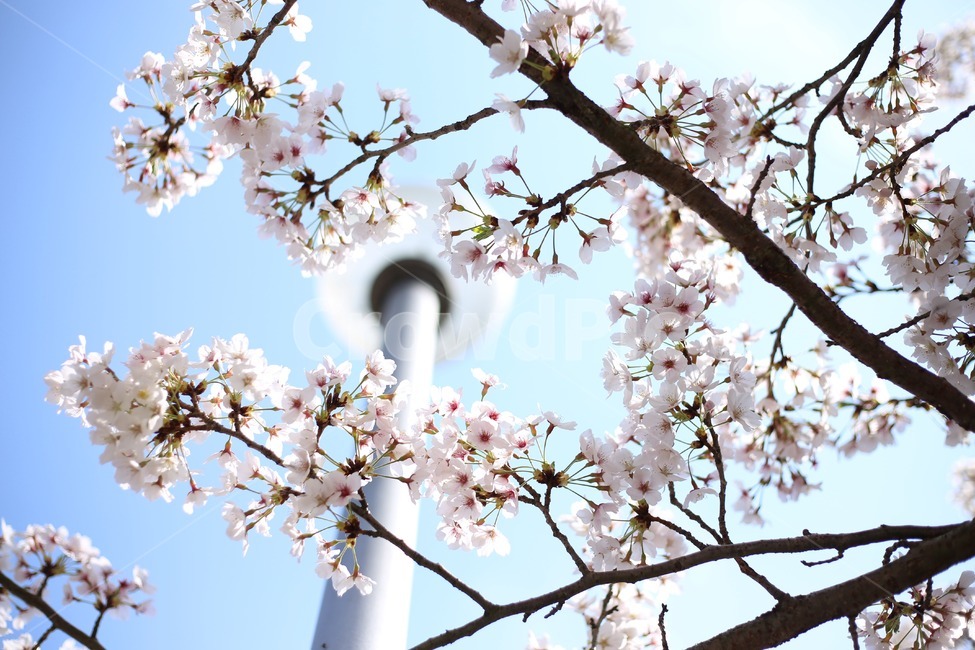 벚꽃,sakura,한국자연경관,꽃,자연,feeling,nature,가로등,나무,풍경,한국자연풍경,season,식물,tree,plants,감성,아름다움,파란,봄,계절,spring,season,식물,자연,plants,nature,꽃,flower,plant,blossom,cherry blossom