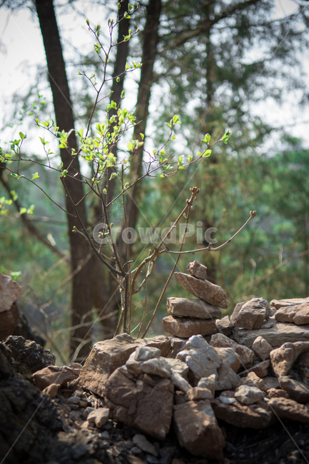 꽃,야생화,식물,자연,숲,초록,봄,forest,flower