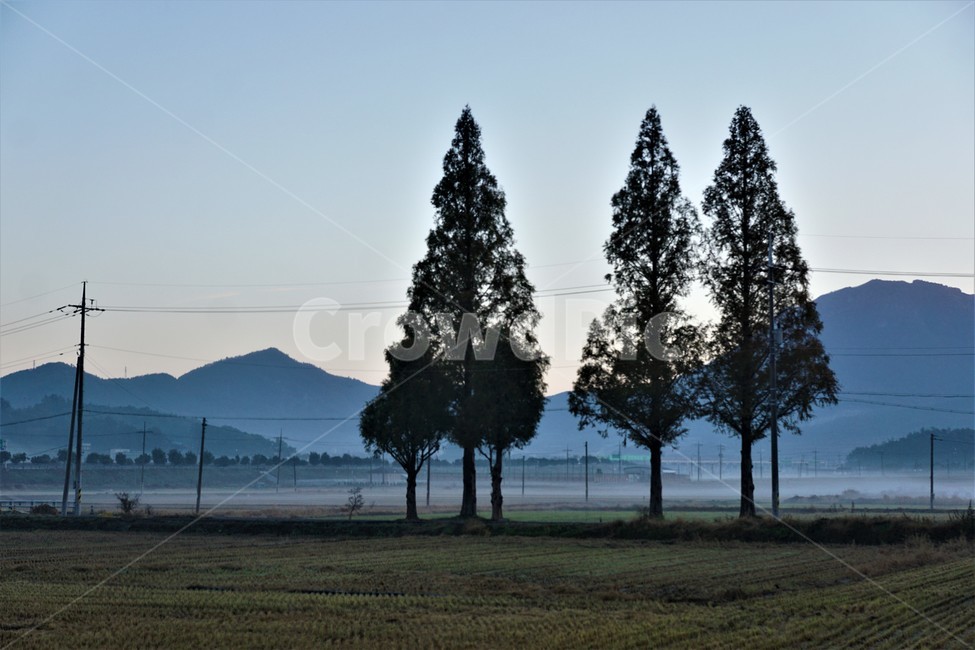 가을,아침,안개,산,자연,하늘,논,전봇대,tree,sky,nature,나무,plant,풍경,autumn,morning,mountain