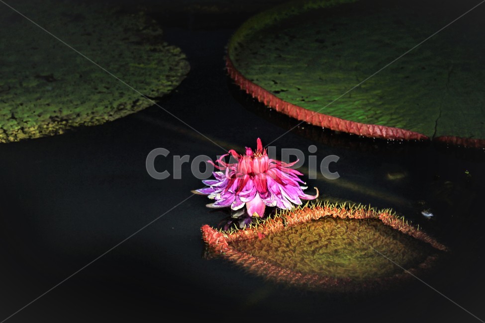 빅토리아,빛,발강,연꽃,행운,청순한마음,식물,자연,plants,nature,꽃,flower