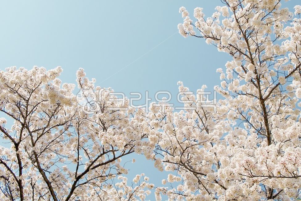 sky,Cherry Blossom,cherryblossoms,flower,spring,spring flowers,petal,spring sky