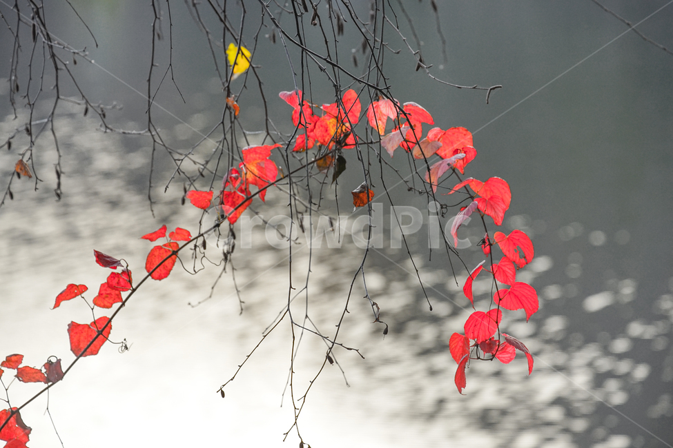단풍,식물,가을,계절,감성,호수,물,가을,계절,fall,autumn,season,식물,자연,plants,nature,꽃,flower,leaf,잎,plant