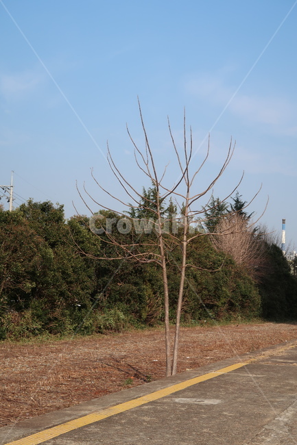 나무,배경,철길,풍경,겨울,자연,풍경,nature,landscape,road,도로