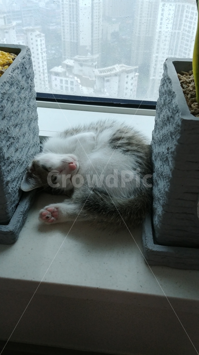 고양이,아기고양이,가족,애기고양이,cats,cat,동물,animal,포유류,mammal,고양이,cat,kitten,kitty
