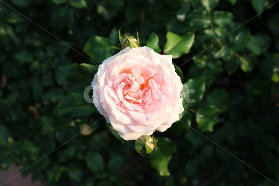 장미,꽃,봄,올림픽공원,산책,나른한,감성,자연,식물,자연,plants,nature,꽃,flower