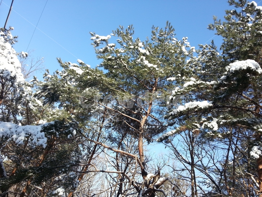 폭설,설경,눈,풍경,겨울산,겨울,계절,winter,season,자연,풍경,nature,landscape