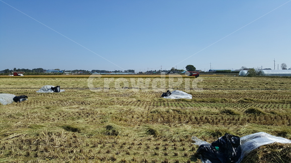농촌,가을,시골,추수,벼,논,농사,산업,industry,industrial,농업,농사,agriculture,farming,farming industry