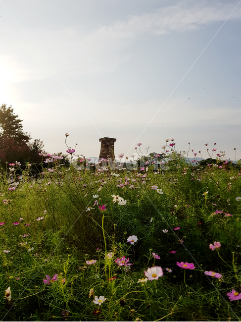 경주,한국랜드마크,첨성대,코스모스,가을배경,한국문화,전통,가을,계절,fall,autumn,season,랜드마크,landmark,tourist attraction,한국랜드마크,한국관광지,한국명소,korea landmark,korea tourist attraction,plant,식물,field,들,grassland,목초지,outdoors,옥외