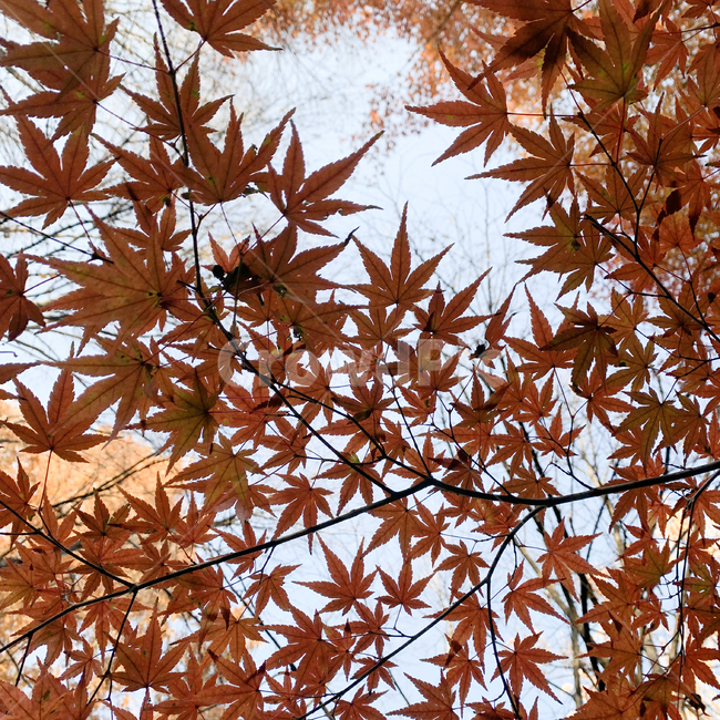 단풍나무,하늘,공원,가을단풍,단풍잎,나무,식물,잎,mapleleaf,leaf,plant,tree,가을,계절,fall,autumn,season