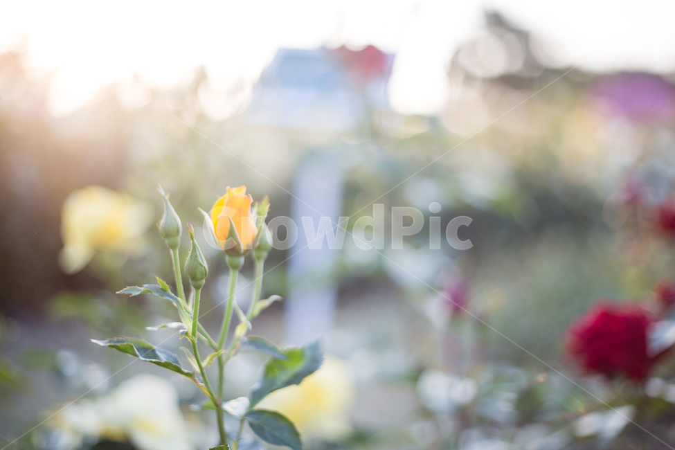 장미,장미축제,꽃,노란꽃,노란장미,장미공원,식물,자연,plants,nature,꽃,flower,휴식,힐링,rest,relaxation,healing