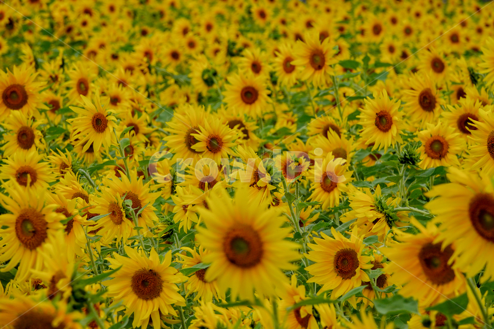 해바라기,복,행운,노란색,태양,여름,꽃,사랑,식물,flower,식물,자연,plants,nature,꽃,flower