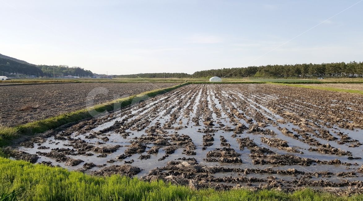 논,봄,경작,비닐하우스,시골풍경,자연,풍경,nature,landscape,시골,마을,country,rural,town,soil,흙