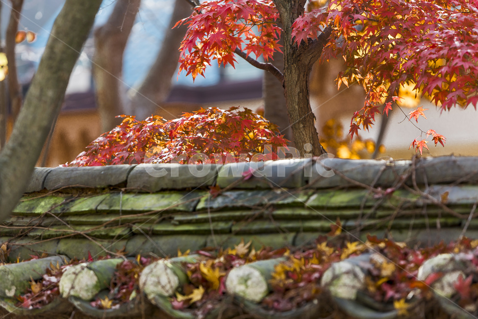 기와,문양,무늬,단풍,가을,가을,계절,fall,autumn,season,한국전통,한국문화,korean traditional,korean culture,건축물,건물외관,exterior,building,structure,architecture,construction,leaf,잎,plant,식물,tree,나무