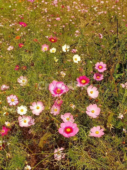 코스모스,꽃,plant,flower,commoncosmos,길국화,꽃잎,가을꽃,식물,자연,plants,nature,꽃,flower
