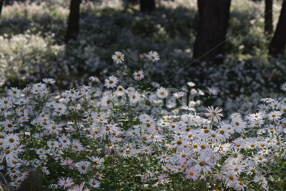 구절초,자연,꽃,가을,식물,감성,flower,식물,자연,plants,nature,꽃,flower