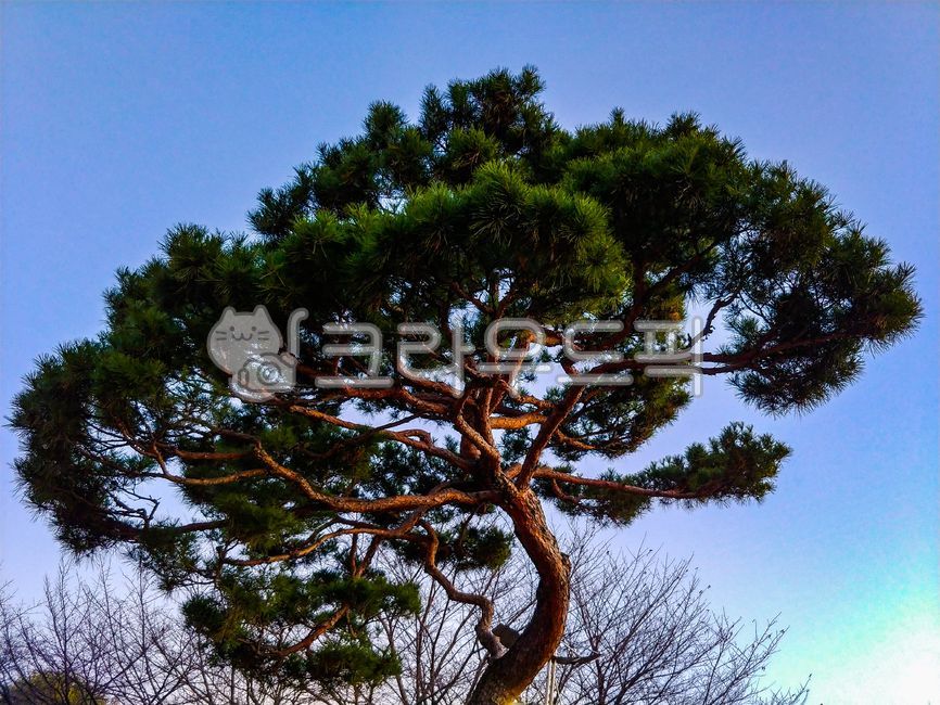 red pine tree,pine tree,evening glow,branch,tree trunk,savanna,treetrunk,Emotion,brush,nature,tree,yellow sky,Dusk,pine needles,prairie,grassland,outdoors,field,background,plant,sunset,silhouette,Wallpapers,nightfall,yellow sunset,evening twilight