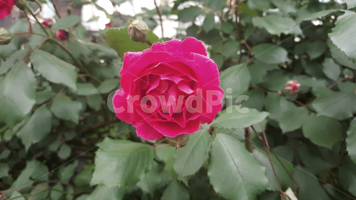 장미꽃,클로즈업,꽃송이,아름다움,외로운,화려한,여름,낮,덤불,봉오리,숲,roseflower,closeup,zinnia,lonely,colorful,summer,daytime,bush,bud,forest,식물,자연,plants,nature,꽃,flower