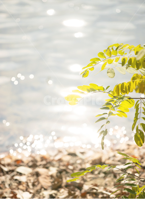 plant,식물,아카시아,물,water,자연,nature,식물,자연,plants,nature,휴식,힐링,rest,relaxation,healing