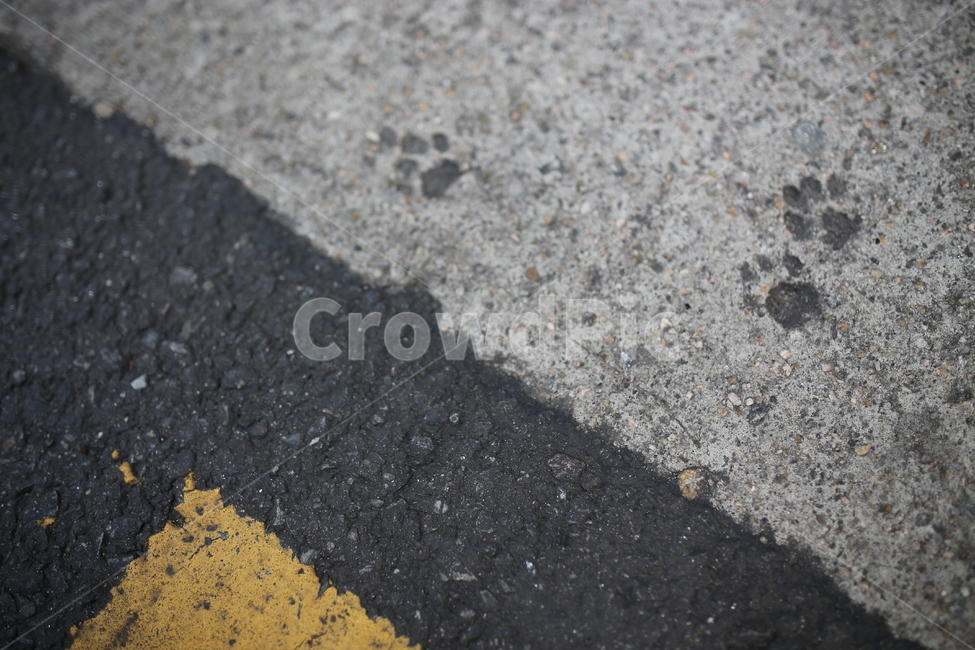 고양이발자국,고양이,발자국,길고양이,도로,길,시멘트,귀여움,cat