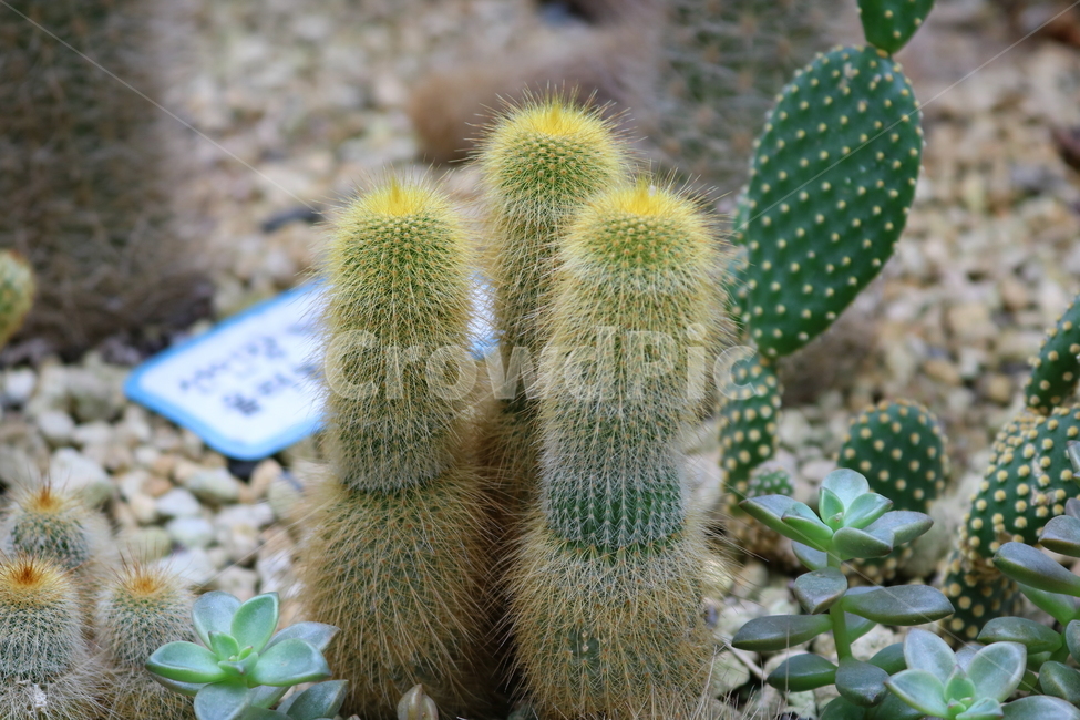 선인장,금황환,식물,자연,가시,식물,자연,plants,nature