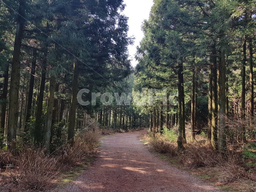 나무,숲,산책로,삼나무,숲길,사려니숲길,편안한,forest,상쾌한,산책,힐링,saryeoni