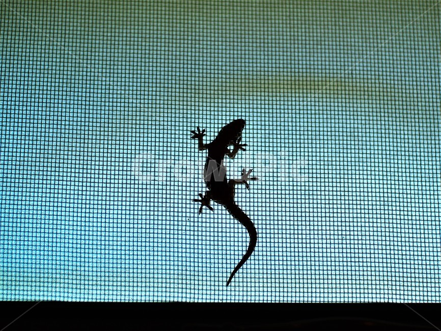태국,코사무이,도마뱀,찡쪽,창틀,동물,animal,파충류,양서류,reptile,amphibian