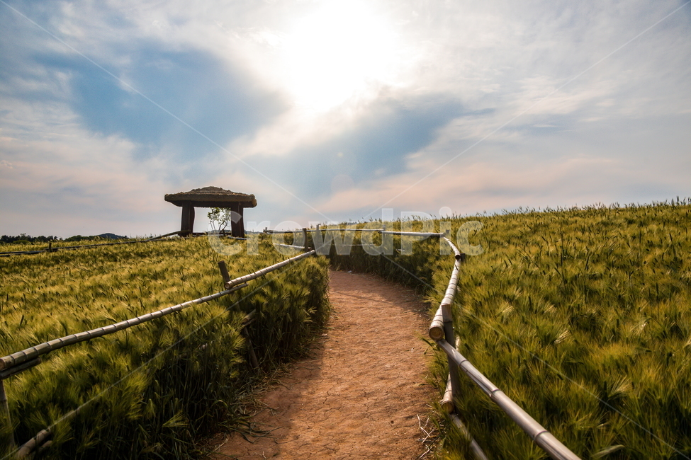 청보리,청보리밭,보리,풍경,landscape,고창청보리밭,봄