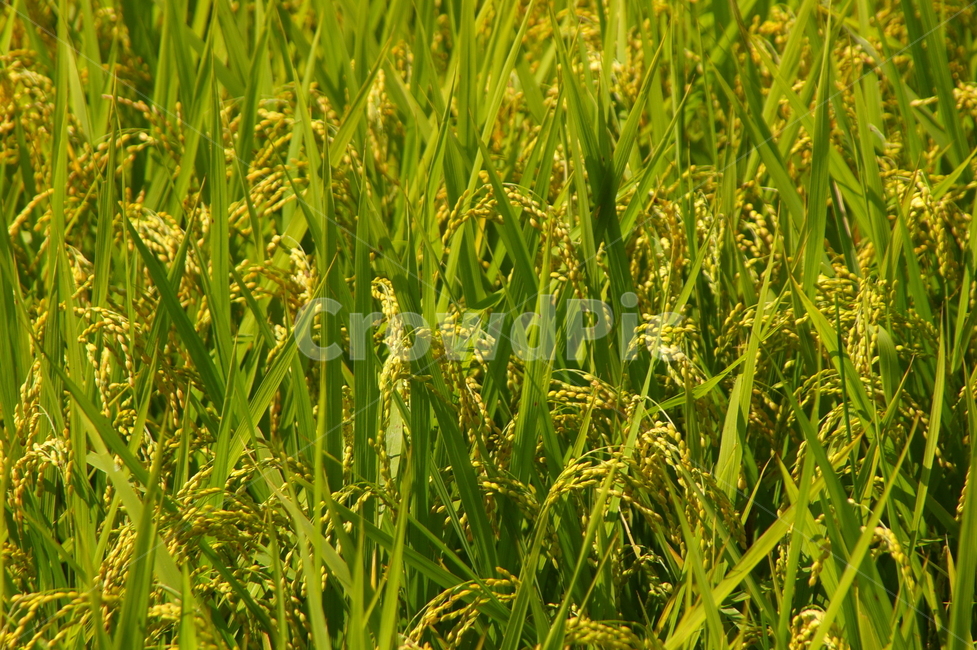 벼,논,벼농사,농사,들판,가을,추수,쌀,곡류,곡식,cereals