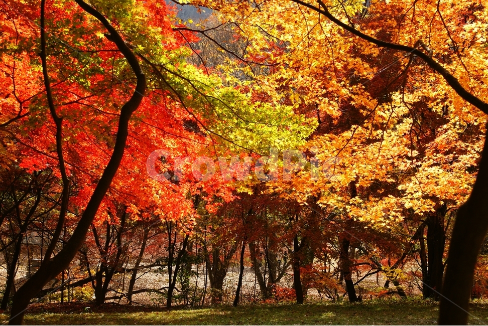 내장산,단풍,가을,붉은,빨간,red,maple,autumn,fall,나들이,단풍구경,산,mountain,낙엽,가을,계절,fall,autumn,season,자연,풍경,nature,landscape,tree,나무,plant,식물,leaf,잎