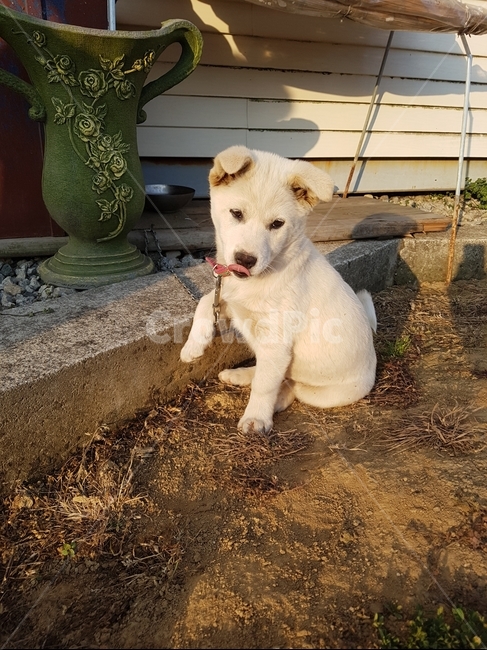 시골개,강아지,새끼강아지,믹스견,마당개,동물,animal,포유류,mammal,개,강아지,dog,doggy