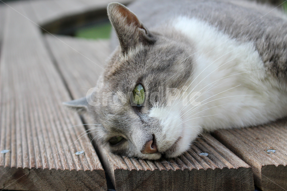 고양이,길고양이,클로즈업,귀여운,공원,배경,날카로운,예쁜,자연스러운,동물,동물,animal,포유류,mammal,고양이,cat,kitten,kitty