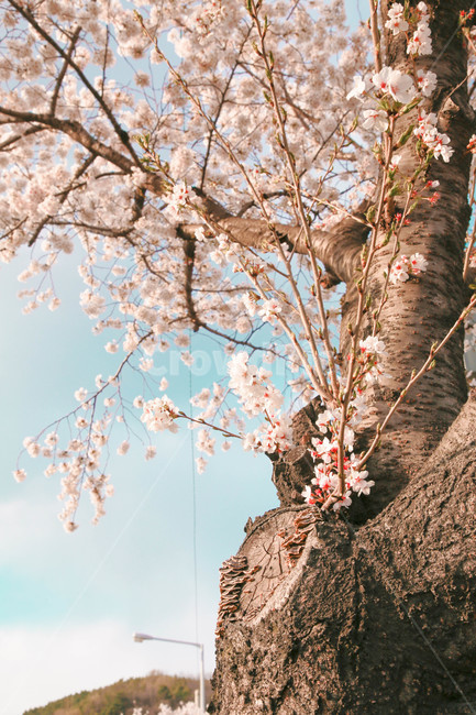 봄,벚꽃,감성사진,자연,계절,spring,꽃,season,벚꽃길,금오산,봄,계절,spring,season,꽃,flower,plant,식물,blossom