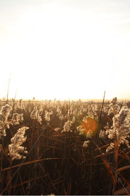 가을,갈대,억새,추억,기억,순천,가을,계절,fall,autumn,season,grass,잔디,plant,식물,lawn,reed