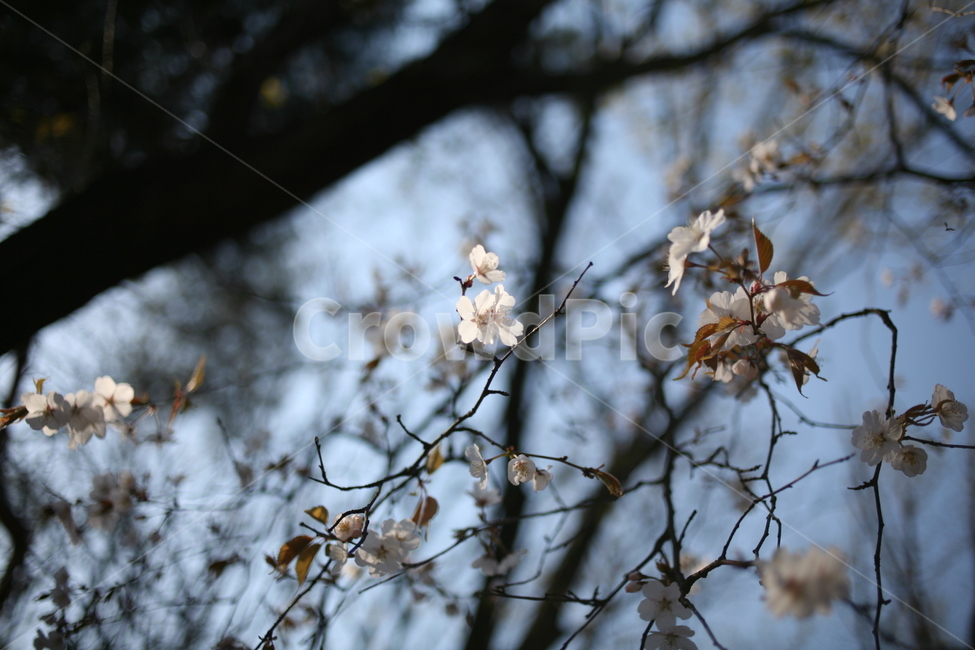 벚꽃,꽃,flower,cherryblossom,blossom,식물,나무