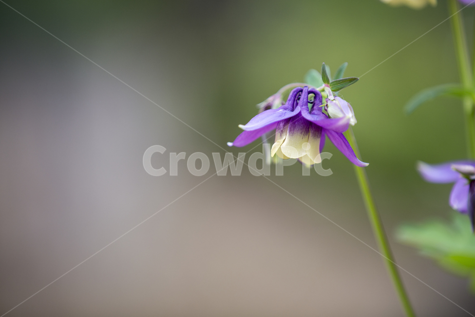 매발톱꽃,플라워,꽃,flower,가든,정원,산,마운틴,garden,야생화,관상,숲,숲길,forest,mountain,wildflower,aquilegiabuergarianavar,oxysepala,pallidiflora,식물,자연,plants,nature,꽃,flower