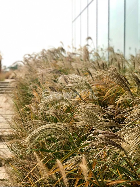 갈대,가을,road,감성,자연,바람,창문,베이지,가을,계절,fall,autumn,season,plant,식물,food,음식,vegetable,야채,grain,곡물