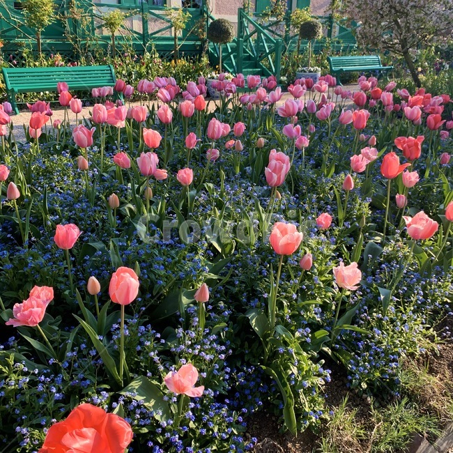 화분,식물,plant,garden,꽃밭,정원,꽃,flower