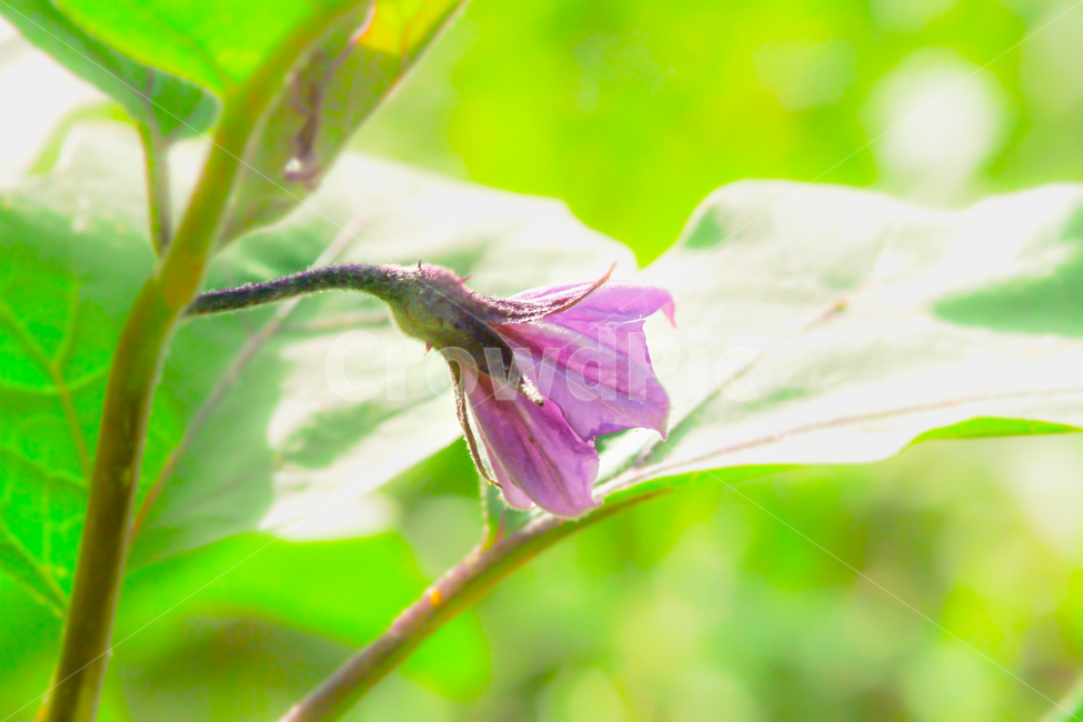 꽃,가지꽃,가지,식품,보라색,식물,자연,plants,nature,꽃,flower