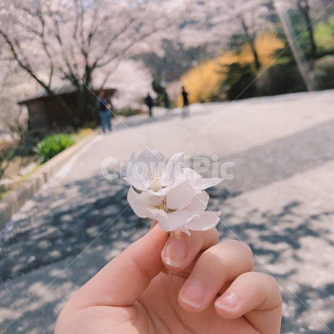 벚꽃,봄,분홍,나무,손