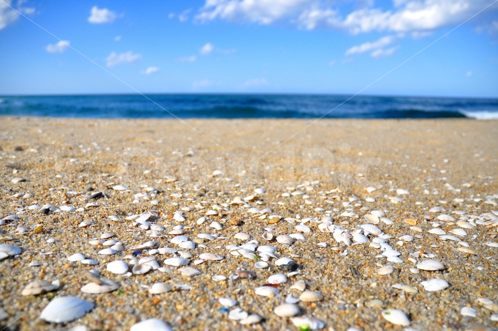 강릉,안목해변,바다,동해바다,조개껍질,모래,하늘,구름,가을,가을바다,sea,beach,water,shell,sand,sky,clouds,autumn,자연,풍경,nature,landscape,해변,바다,beach,sea