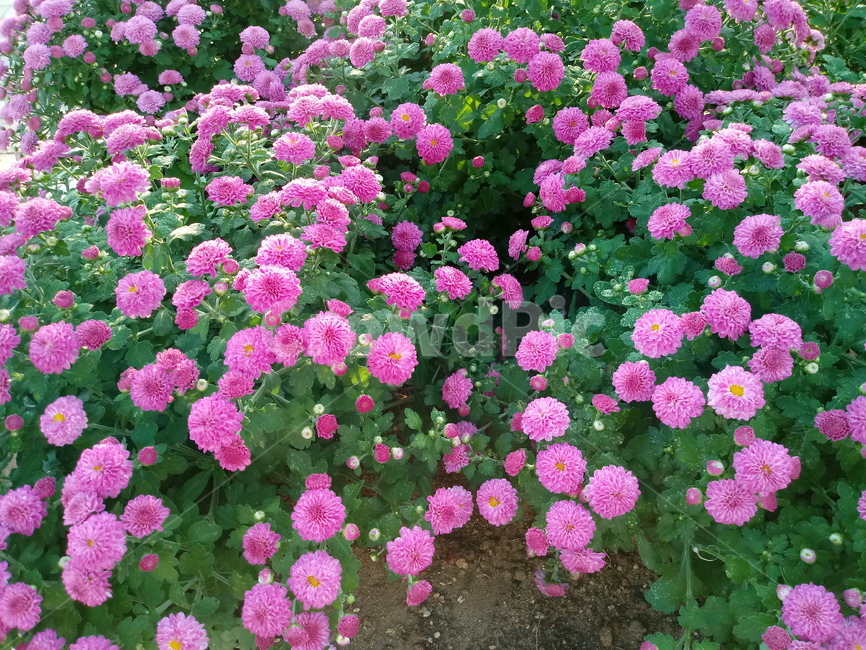 국화,꽃,plant,식물,flower,다년생초본식물,오상고절,관상식물,소국,식물,자연,plants,nature,꽃,flower