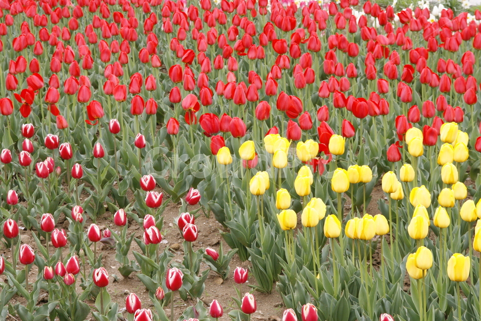 튤립,꽃,봄꽃,축제,식물,봄,계절,spring,season,식물,자연,plants,nature,꽃,flower,plant,blossom